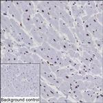 NTHL1 Recombinant Mouse Monoclonal Antibody (K29067_15H5)