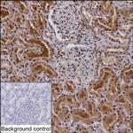 CDC27 Recombinant Mouse Monoclonal Antibody (K70013_5G6)