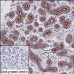 MYO5C Recombinant Mouse Monoclonal Antibody (K1E059_7E2)