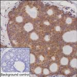 WNT7A Recombinant Mouse Monoclonal Antibody (K8U018_3H2)