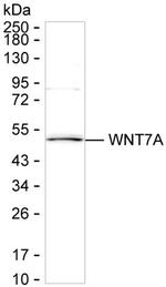 WNT7A Antibody in Western Blot (WB)
