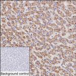 CNOT1 Antibody in Immunohistochemistry (Paraffin) (IHC (P))