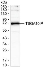 TSGA10IP Antibody in Western Blot (WB)