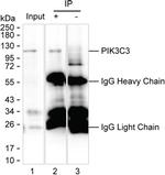 VPS34 Antibody in Immunoprecipitation (IP)