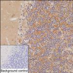 NXPH3 Recombinant Mouse Monoclonal Antibody (K94060_8A12)