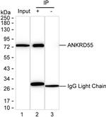 ANKRD55 Antibody in Immunoprecipitation (IP)