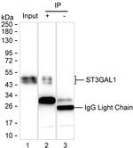 ST3GAL1 Antibody in Immunoprecipitation (IP)