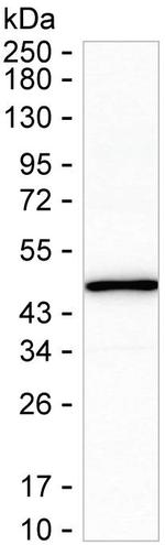 CLN2 Antibody in Western Blot (WB)