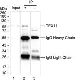 TEX11 Recombinant Mouse Monoclonal Antibody (K94052_9C7)