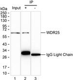 WDR25 Recombinant Mouse Monoclonal Antibody (K9N019_16F2)