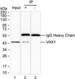 VAX1 Recombinant Mouse Monoclonal Antibody (K29066_16C2)