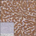 PON1 Recombinant Mouse Monoclonal Antibody (K56044_4E12)