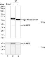 SUMF2 Antibody in Immunoprecipitation (IP)