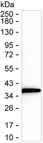 SUMF2 Antibody in Western Blot (WB)