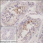 TRIML1 Recombinant Mouse Monoclonal Antibody (K29076_18B6)