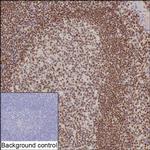 IFI16 Recombinant Mouse Monoclonal Antibody (K56050_2F2)