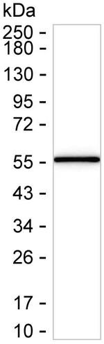 ATG3 Recombinant Mouse Monoclonal Antibody (K8U033_11C5)