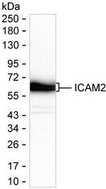 ICAM-2 Recombinant Mouse Monoclonal Antibody (K56046_6H3)