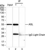ASL Antibody in Immunoprecipitation (IP)