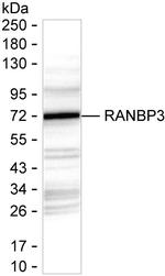 RANBP3 Recombinant Mouse Monoclonal Antibody (K29084_5G6)