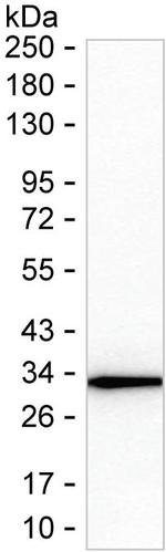 GST Omega 1 Recombinant Mouse Monoclonal Antibody (K92073_18F11)