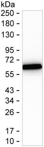 Nucleobindin 1 Recombinant Mouse Monoclonal Antibody (K40087_17H11)