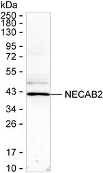 NECAB2 Recombinant Mouse Monoclonal Antibody (K8U020_6F7)