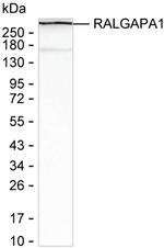 RALGAPA1 Recombinant Mouse Monoclonal Antibody (K92077_5A1)