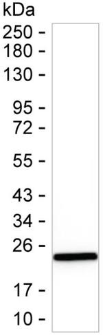 eIF4E Recombinant Mouse Monoclonal Antibody (K92072_3D8)