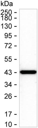 HS3ST3B1 Recombinant Mouse Monoclonal Antibody (K24057_4F7)