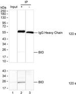BID Antibody in Immunoprecipitation (IP)