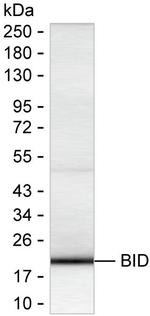 BID Recombinant Mouse Monoclonal Antibody (K40084_20C7)