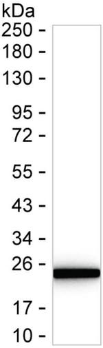 PSMB6 Antibody in Western Blot (WB)