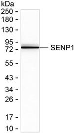 SENP1 Antibody in Western Blot (WB)