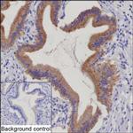 Cathepsin O Recombinant Mouse Monoclonal Antibody (K06376_14F12)