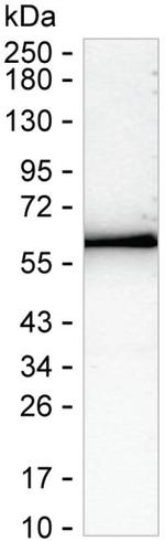 ARSA Recombinant Mouse Monoclonal Antibody (K29073_19C6)