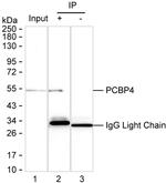 PCBP4 Antibody in Immunoprecipitation (IP)