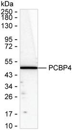PCBP4 Recombinant Mouse Monoclonal Antibody (K1E075_14F9)