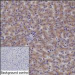IGF2R Antibody in Immunohistochemistry (Paraffin) (IHC (P))