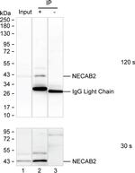 NECAB2 Recombinant Mouse Monoclonal Antibody (K8U020_8H5)