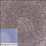 YY1 Recombinant Mouse Monoclonal Antibody (K40091_9H7)