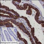 OSBPL11 Recombinant Mouse Monoclonal Antibody (K8U045_10G5)