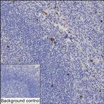 NKp46 Antibody in Immunohistochemistry (Paraffin) (IHC (P))