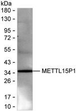 METTL15P1 Recombinant Mouse Monoclonal Antibody (K1H006_6E6)
