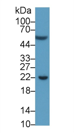 PD-L1 Antibody in Western Blot (WB)