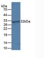 PD-L1 Antibody in Western Blot (WB)