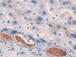 Angiotensin I-VII Antibody in Immunohistochemistry (Paraffin) (IHC (P))
