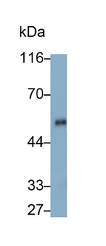 Angiotensin I-VII Antibody in Western Blot (WB)