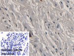 RNASE3 Antibody in Immunohistochemistry (Paraffin) (IHC (P))