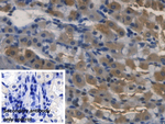 RNASE3 Antibody in Immunohistochemistry (Paraffin) (IHC (P))